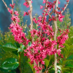 Chinesischer Judasbaum 'Avondale', 2er-Set, Höhe 40-60 Cm, Topf 5 Liter