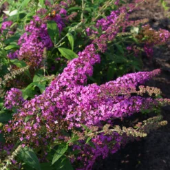 Duo-Schmetterlingsstrauch, Buddleja 'Reve De Papillion'®, Pink-weiß, Topf 5 Lt. 7 Duo-Schmetterlingsstrauch, Buddleja 'Reve De Papillion'®, Pink-weiß, Topf 5 Lt. -Zimmer & Garten Verkäufe 0410220177 BUDDLEJA davidii Reve de Papillon 3 pink Kordes 78181