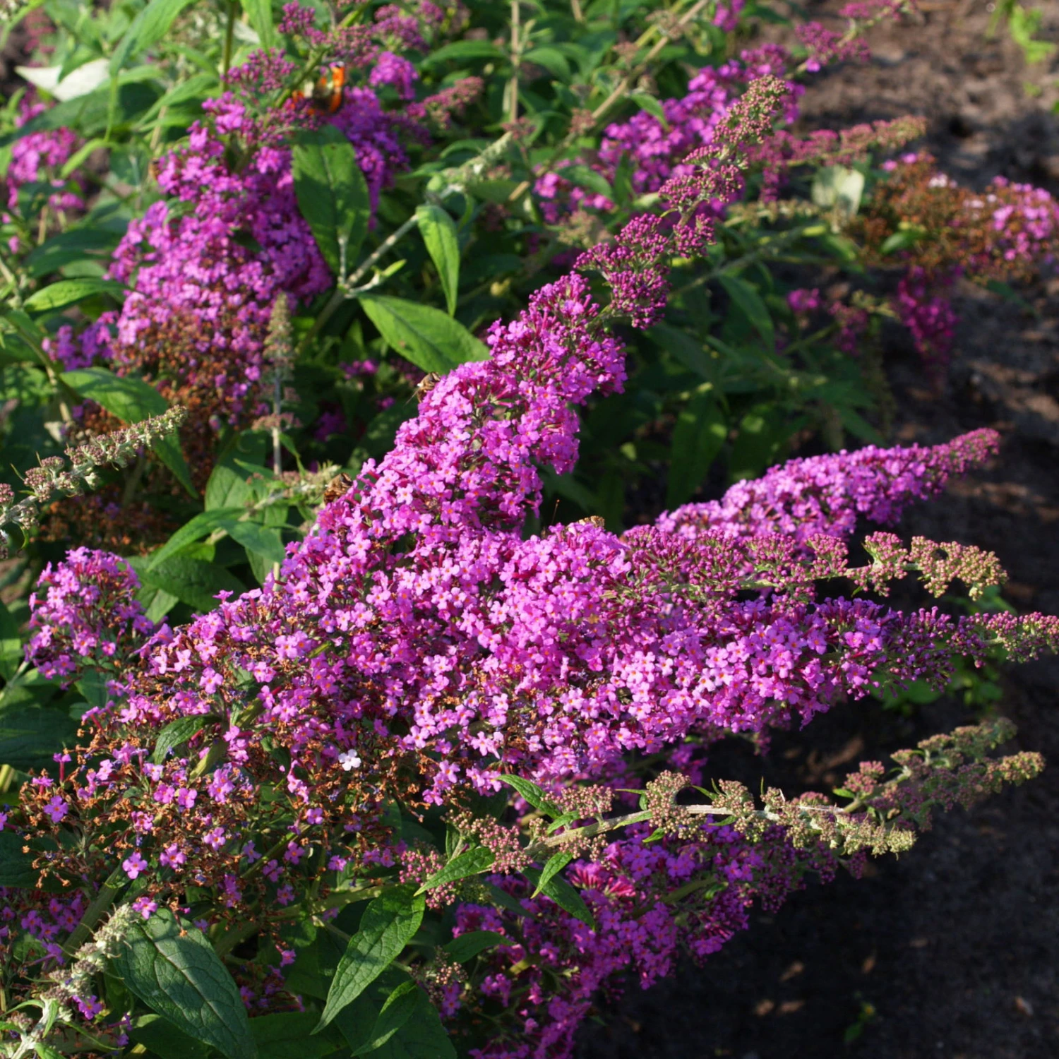 Duo-Schmetterlingsstrauch, Buddleja 'Reve De Papillion'®, Pink-weiß, Topf 5 Lt. 3 Duo-Schmetterlingsstrauch, Buddleja 'Reve De Papillion'®, Pink-weiß, Topf 5 Lt. - Image 3