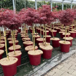 Japanischer Zwergahorn 'Shaina', Stammhöhe Ca. 40 Cm, Topf 10 Liter -Zimmer & Garten Verkäufe 0410300565 acer stamm shaina 3 123978