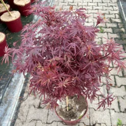 Japanischer Zwergahorn 'Shaina', Stammhöhe Ca. 40 Cm, Topf 10 Liter -Zimmer & Garten Verkäufe 0410300565 acer stamm shaina 9 123982