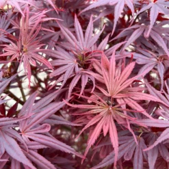 Japanischer Zwergahorn 'Shaina', Höhe 60 - 80 Cm, Topf 10 Liter -Zimmer & Garten Verkäufe 0410300608 acer shaina 4 123984