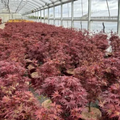 Japanischer Zwergahorn 'Shaina', Höhe 60 - 80 Cm, Topf 10 Liter -Zimmer & Garten Verkäufe 0410300608 acer shaina 5 123983