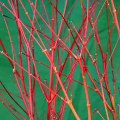 Korallenrinden Fächerahorn 'Sangokaku', Höhe 80 - 100 Cm, Topf 10 Liter -Zimmer & Garten Verkäufe 0410301065 Acer palm Sangokaku Son und Koot 3 84623