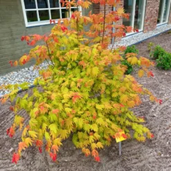 Japanischer Ahorn 'Moonrise'®PBR, Höhe 40 - 60 Cm, Topf-Ø 19 Cm -Zimmer & Garten Verkäufe 0410301088 Acer shir Moonrise 60cm 19er Topf 3 83831