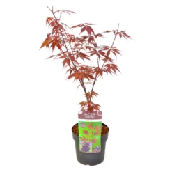 Japanischer Ahorn 'Black Lace'PBR, Rotlaubig, Höhe 40 - 60 Cm, Topf-Ø 19 Cm -Zimmer & Garten Verkäufe 0410301091 Acer palm Black Lace ca60cm 19er Topf 4 83558