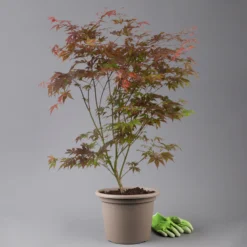 Japanischer Fächerahorn 'Atropurpureum', Höhe 80 - 100 Cm, Topf 10 Liter