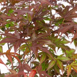 Japanischer Fächerahorn 'Atropurpureum', Höhe 80 - 100 Cm, Topf 10 Liter -Zimmer & Garten Verkäufe 0410301211 acer atropurpureum 2 124807