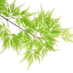 Fächerahorn 'Emerald Lace', Höhe 60-80 Cm, Topf 10 Liter -Zimmer & Garten Verkäufe 0410301299 Acer palm Emerald Lace 120008