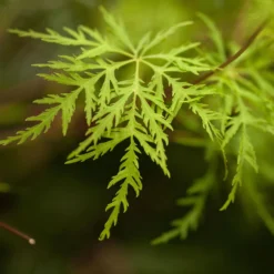 Fächerahorn 'Emerald Lace', Höhe 60-80 Cm, Topf 10 Liter -Zimmer & Garten Verkäufe 0410301299 Acer palm Emerald Lace 2 1 120007