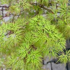 Fächerahorn 'Emerald Lace', Höhe 60-80 Cm, Topf 10 Liter -Zimmer & Garten Verkäufe 0410301299 acer emerald lace 5 124026