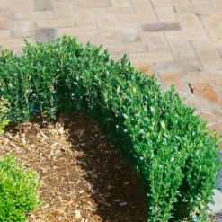 10er-Set Ilex Crenata "Fastigiata", Säulen-Ilex, Höhe 30-40 Cm, Im 2 Liter Topf