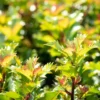 Ilex Meserveae 'Little Rascal'®, 10er-Set, Höhe 15-20 Cm, Topf 2 Liter