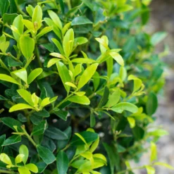 Stechpalme 'Impala®', 100er-Set, Höhe 30-40 Cm, Topf 2 Liter -Zimmer & Garten Verkäufe 0410450790 Ilex max Impala 3 104013