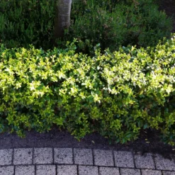 Stechpalme 'Impala®', 50er-Set, Höhe 50-60 Cm, Topf 5 Liter -Zimmer & Garten Verkäufe 0410450790 Ilex max Impala 5 104012 2