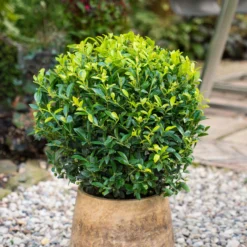 Stechpalme 'Impala®', 100er-Set, Höhe 30-40 Cm, Topf 2 Liter -Zimmer & Garten Verkäufe 0410450795 Ilex max Impala Kugel 2 104015