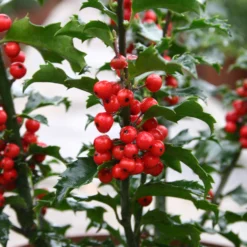 Stechpalme 'Blue Princess'®, 50er-Set, Höhe 30-40 Cm, Topf 5 Liter