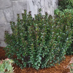 Zwerg-Stechpalme 'Little Pirate'®, 5er-Set, Höhe 30-40 Cm, Topf 3 Liter