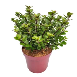 Zwerg-Stechpalme 'Little Pirate'®, 5er-Set, Höhe 30-40 Cm, Topf 3 Liter -Zimmer & Garten Verkäufe 0410450802 Ilex mes Little Pirate 6 104461