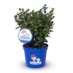 Zwerg-Stechpalme 'Little Pirate'®, 5er-Set, Höhe 30-40 Cm, Topf 3 Liter -Zimmer & Garten Verkäufe 0410450802 Ilex mes Little Pirate 9 104418