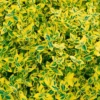 Euonymus Fortunei 'Emerald Gold' Gelbgrün, Topf-Ø 13 Cm, 6er Set