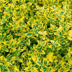 Euonymus Fortunei 'Emerald Gold' Gelbgrün, Topf-Ø 13 Cm, 6er Set