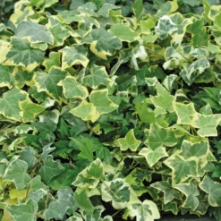 Efeu In Bunten Sorten, 6er-Set, 13 Cm Ø Topf