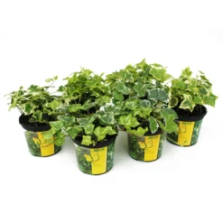 Efeu In Bunten Sorten, 6er-Set, 13 Cm Ø Topf -Zimmer & Garten Verkäufe 0410650196 Hedera in bunten Sorten 6er Set 4 103587