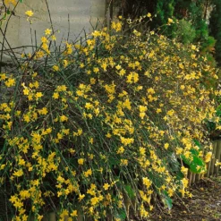 Echter Winterjasmin, 2er Set, Jasminum Nudiflorum, Gelb, Im 15 Cm Topf -Zimmer & Garten Verkäufe 0410860325 Jasminum nudiflorum 83034