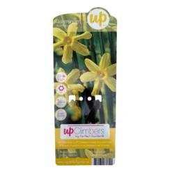 Echter Winterjasmin, 2er Set, Jasminum Nudiflorum, Gelb, Im 15 Cm Topf -Zimmer & Garten Verkäufe 0410860452 jasminum nudiflorum 5 123383