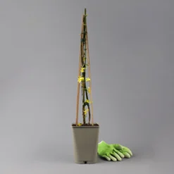 Echter Winterjasmin, 2er Set, Jasminum Nudiflorum, Gelb, Im 15 Cm Topf -Zimmer & Garten Verkäufe 0410860452 jasminum nudiflorum 123384