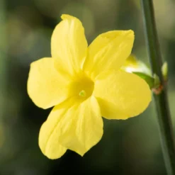 Echter Winterjasmin, 2er Set, Jasminum Nudiflorum, Gelb, Im 15 Cm Topf -Zimmer & Garten Verkäufe 0410860452 Jasminum nudiflorum 1 120624