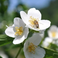 Dufthecke-Blütensträucher XL, 20er-Set, Höhe 80-100 Cm, Topf 12+20 Liter -Zimmer & Garten Verkäufe 0410870557 Dufthecke Solitaer 20er Set 3 124844