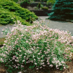 Dufthecke-Blütensträucher XL, 20er-Set, Höhe 80-100 Cm, Topf 12+20 Liter -Zimmer & Garten Verkäufe 0410870557 Dufthecke Solitaer 20er Set 4 124845