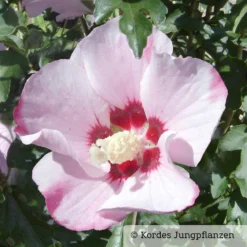 Kölle Garten-Hibiskus, Hibiscus Syriacus 'Mathilda', Zartrosa, 40-60 Cm Hoch, Topf 5 L