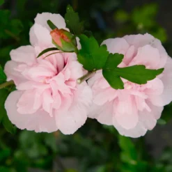 Duo-Gartenhibiskus 'White Chiffon®' Und 'Pink Chiffon®', Weiß + Pink, 5 Lt. Topf -Zimmer & Garten Verkäufe 0410900545 Hibiscus Pink Chiffon 6 113956