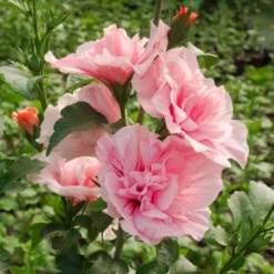 Duo-Gartenhibiskus 'White Chiffon®' Und 'Pink Chiffon®', Weiß + Pink, 5 Lt. Topf -Zimmer & Garten Verkäufe 0410900545 Hibiscus Pink Chiffon1 74245