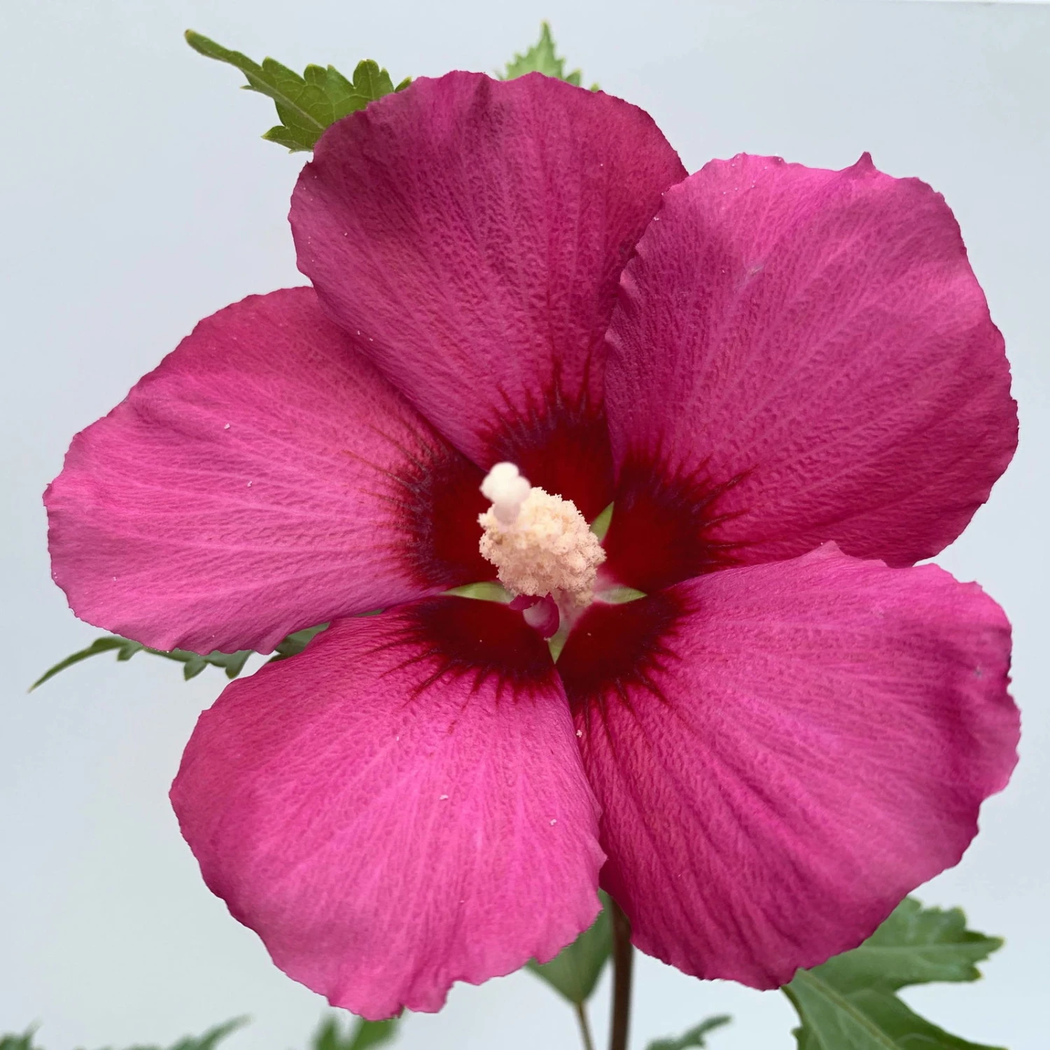 Säulen-Gartenhibiskus 'Flower Tower Ruby®' Rosarot, Höhe 40-60 Cm, Topf 5 L 2 Säulen-Gartenhibiskus 'Flower Tower Ruby®' Rosarot, Höhe 40-60 Cm, Topf 5 L - Image 2