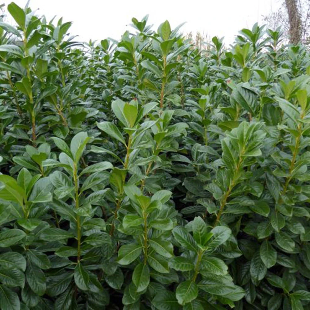 5er-Set Kirschlorbeer Prunus Laurocerasus "Novita", Höhe 40-60 Cm, Im 5 Liter Topf 1 5er-Set Kirschlorbeer Prunus Laurocerasus "Novita", Höhe 40-60 Cm, Im 5 Liter Topf