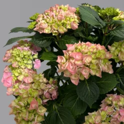 Kölle Gartenhortensie Ball Rosa, 4/5 Liter Topf -Zimmer & Garten Verkäufe 0415100310 hydrangea mac ball rosa 4 125079