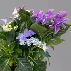 Kölle Tellerhortensie, Hydrangea Macropylla, Blau, Im 5 Lt. Topf -Zimmer & Garten Verkäufe 0415100669 hydrangea mac teller blau 1 125088