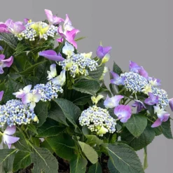 Kölle Tellerhortensie, Hydrangea Macropylla, Blau, Im 5 Lt. Topf -Zimmer & Garten Verkäufe 0415100669 hydrangea mac teller blau 2 125087