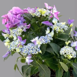 Kölle Tellerhortensie, Hydrangea Macropylla, Blau, Im 5 Lt. Topf -Zimmer & Garten Verkäufe 0415100669 hydrangea mac teller blau 7 125086