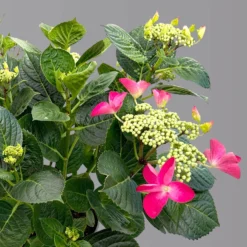 Kölle Tellerhortensie, Hydrangea Macropylla, Rot, Im 5 Lt. Topf -Zimmer & Garten Verkäufe 0415100671 hydrangea mac teller rot 4 125091