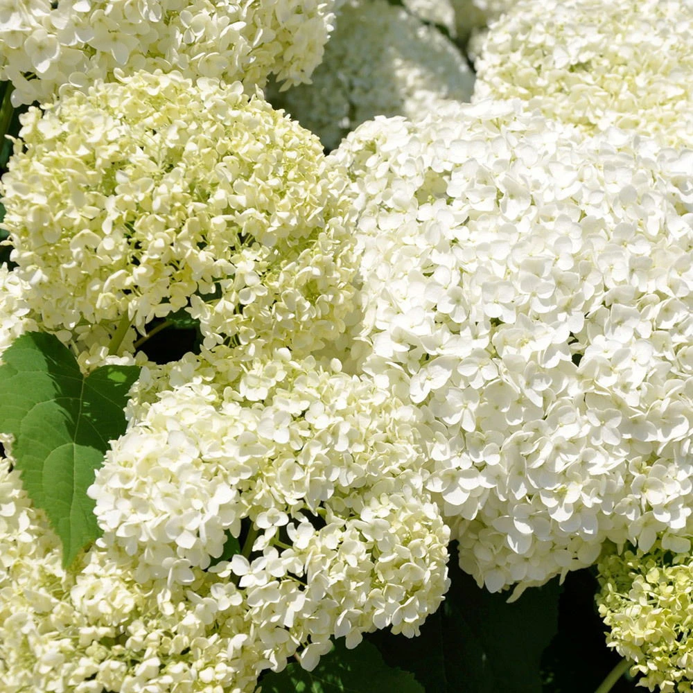 Schneeballhortensie 'Annabelle' 30/40 Cm, Im 5 L Topf – Bild 2