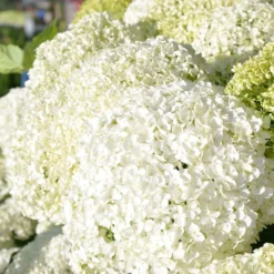 Schneeballhortensie 'Annabelle' 30/40 Cm, Im 5 L Topf -Zimmer & Garten Verkäufe 0415300062 KB Hydrangea arb Annabelle 0460 060 Co 5 l 02 49258 1