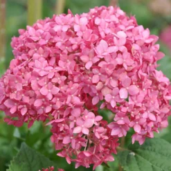 Gehölz-Set Gartenhortensien Weiß/rosa, 3er-Set, Topf Je 4,6 Liter -Zimmer & Garten Verkäufe 0415300264 Kollektion Rispenhortensien rosa rot 1 83149