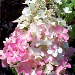 Gehölz-Set Gartenhortensien Weiß/rosa, 3er-Set, Topf Je 4,6 Liter -Zimmer & Garten Verkäufe 0415300264 Kollektion Rispenhortensien rosa rot 2 83150