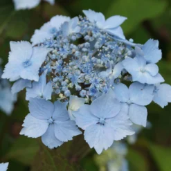 Zimmer & Garten Verkäufe -Zimmer & Garten Verkäufe 0415500167 Hydrangea serrata Blue Deckle Blue Bird 1 104397