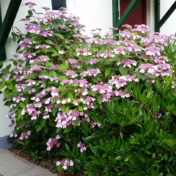 Japanische Berg-Hortensien 'Blue Deckle' & 'Blue Bird', 2er-Set, Topf 4 Liter -Zimmer & Garten Verkäufe 0415500167 Hydrangea serrata Blue Deckle Blue Bird 2 104398 1